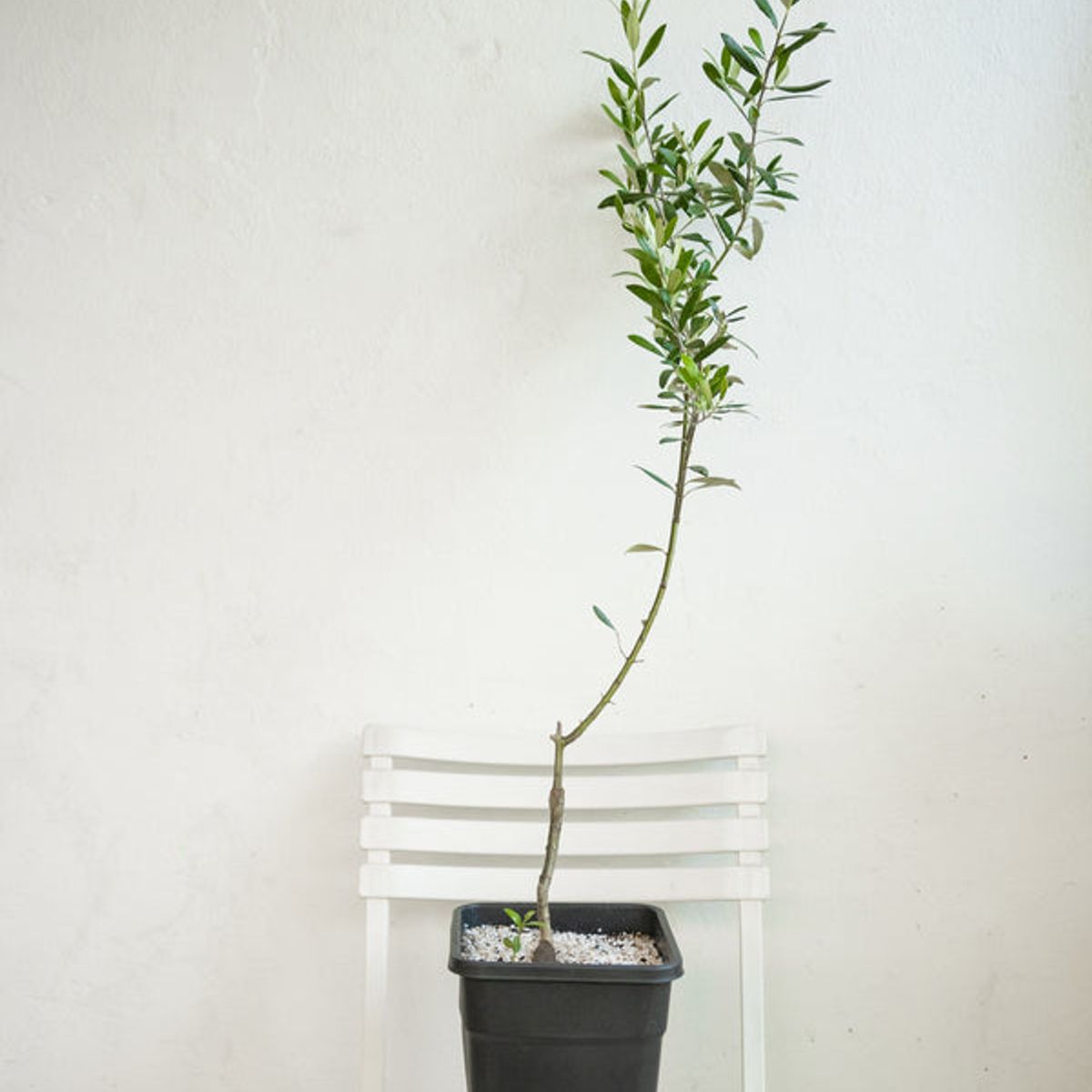 KENAZ - Olivo planta natural