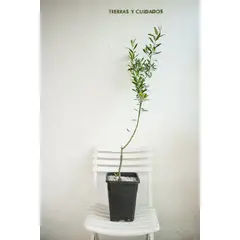 KENAZ - Olivo planta natural