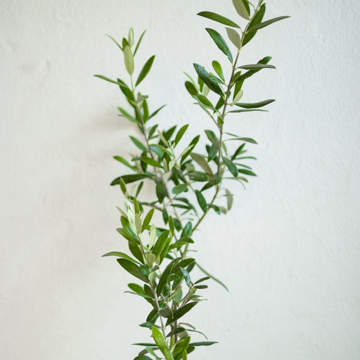 KENAZ - Olivo planta natural