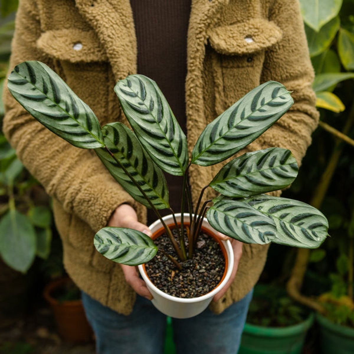 KENAZ - Calathea Setosa planta natural