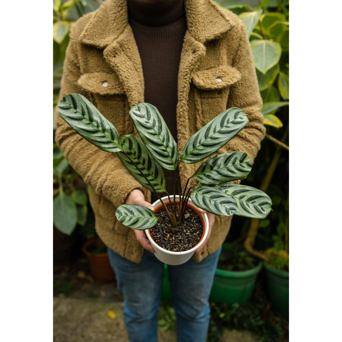 KENAZ - Calathea Setosa planta natural