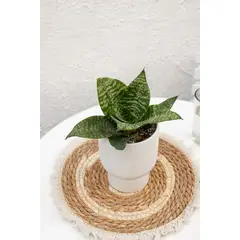 GENERICO - Sansevieria Enana planta natural