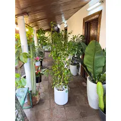 KENAZ - Ficus Benjamina planta natural