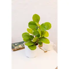GENERICO - Peperomia Obtusifolia Lemon