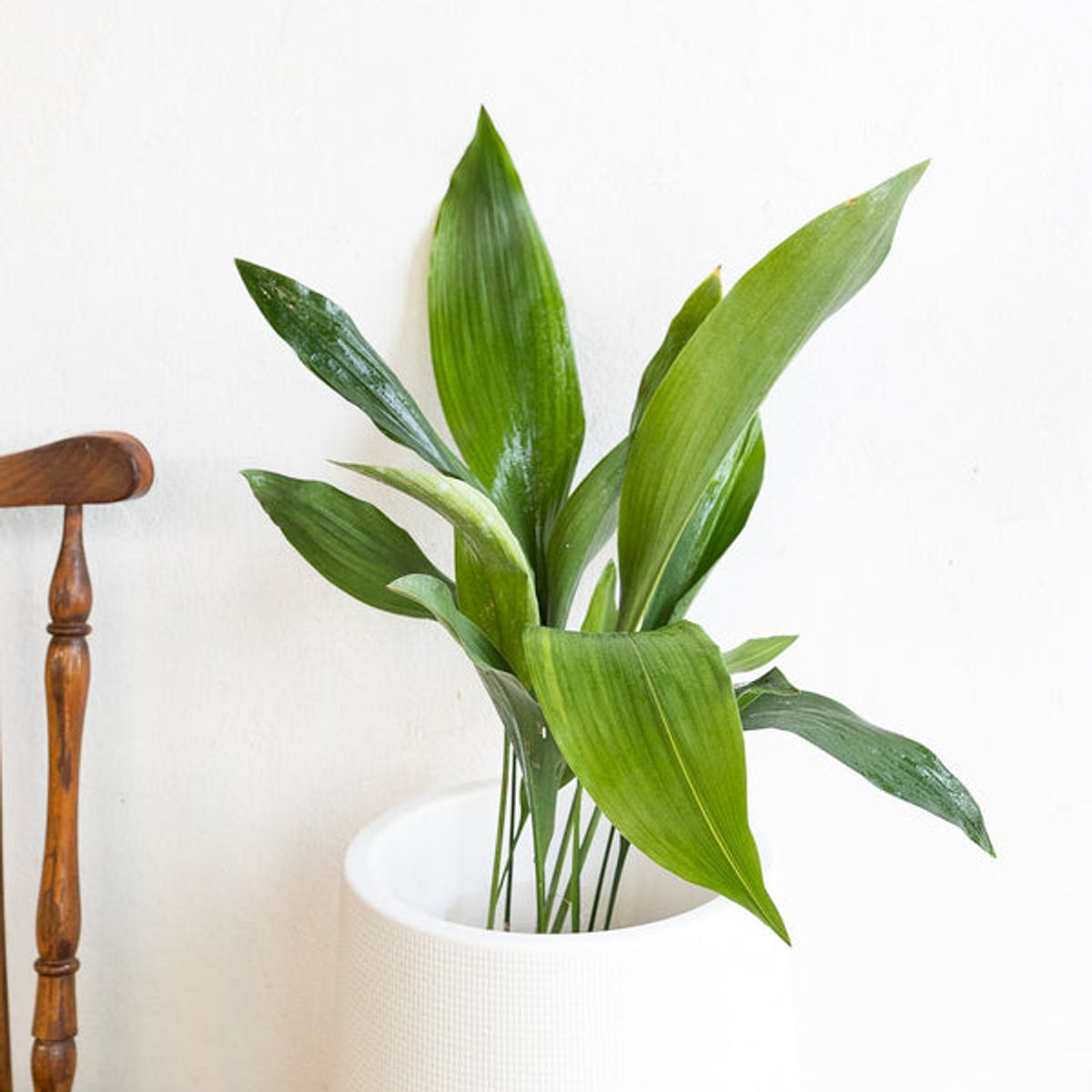 GENERICO - Aspidistra planta natural