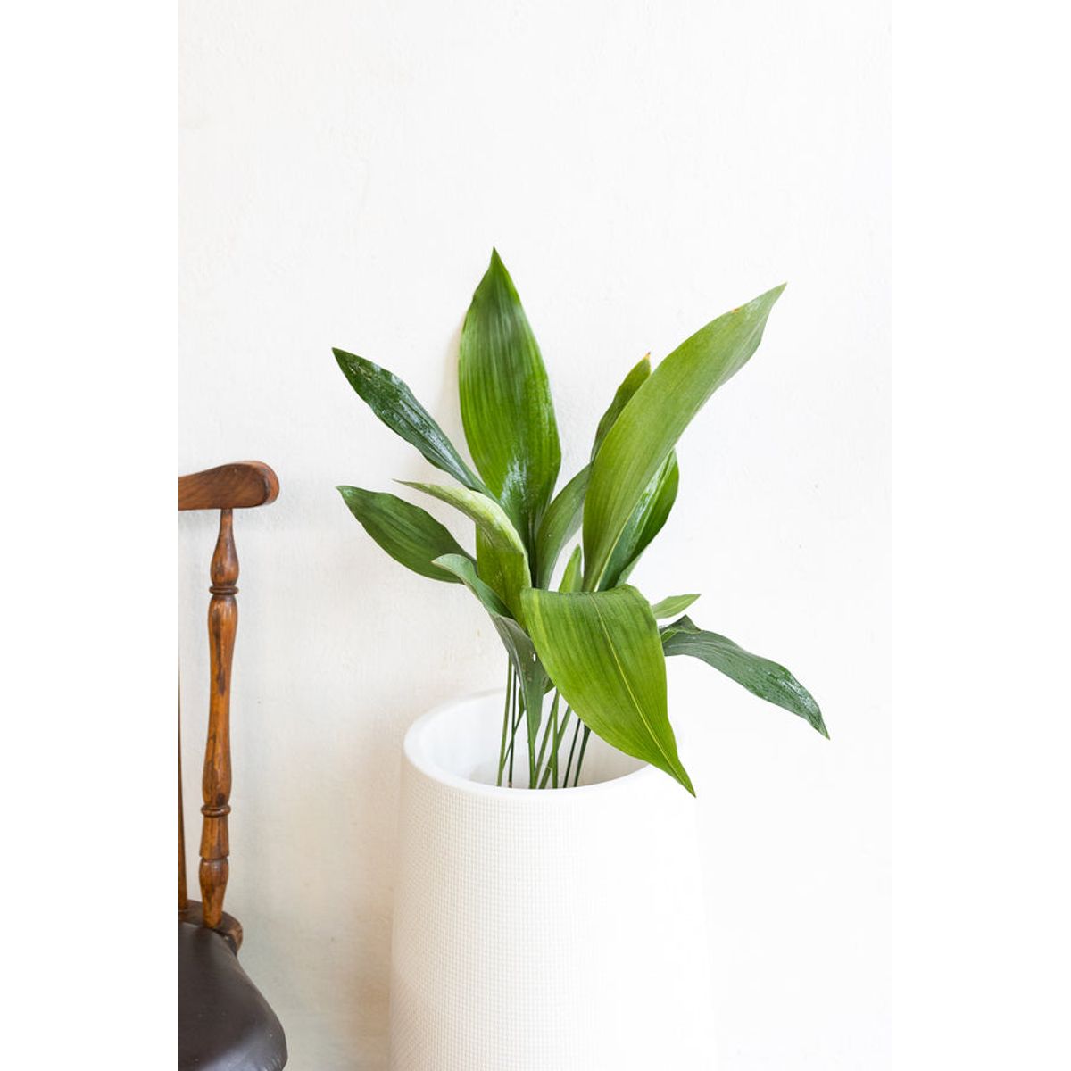 GENERICO - Aspidistra planta natural