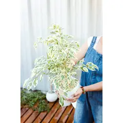 KENAZ - Ficus Hawái planta natural