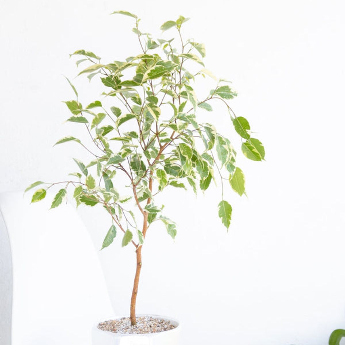 KENAZ - Ficus Hawái planta natural