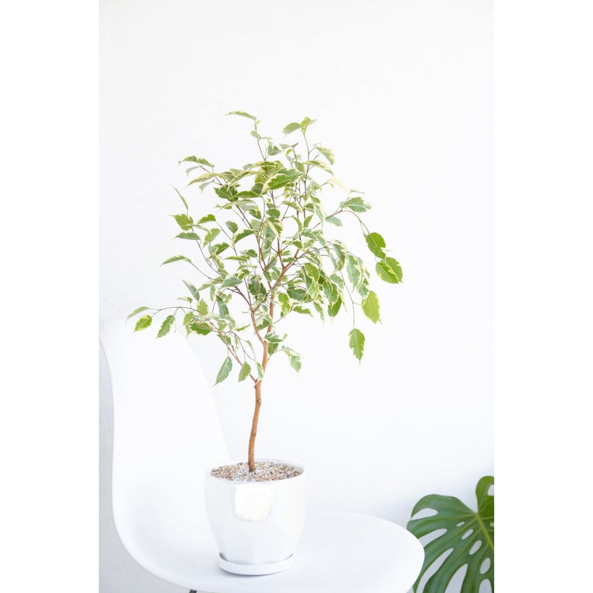 KENAZ - Ficus Hawái planta natural