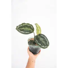 KENAZ - Calathea Medallion planta natural