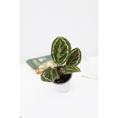 KENAZ - Calathea Medallion planta natural