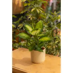 KENAZ - Dieffenbachia Amoena