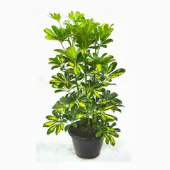 KENAZ - Schefflera planta natural