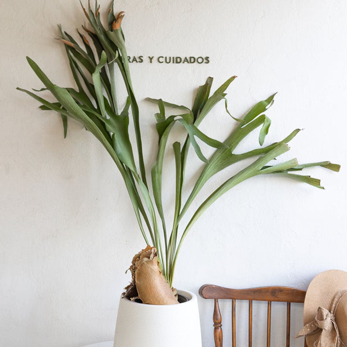 GENERICO - Cuerno de Alce planta natural