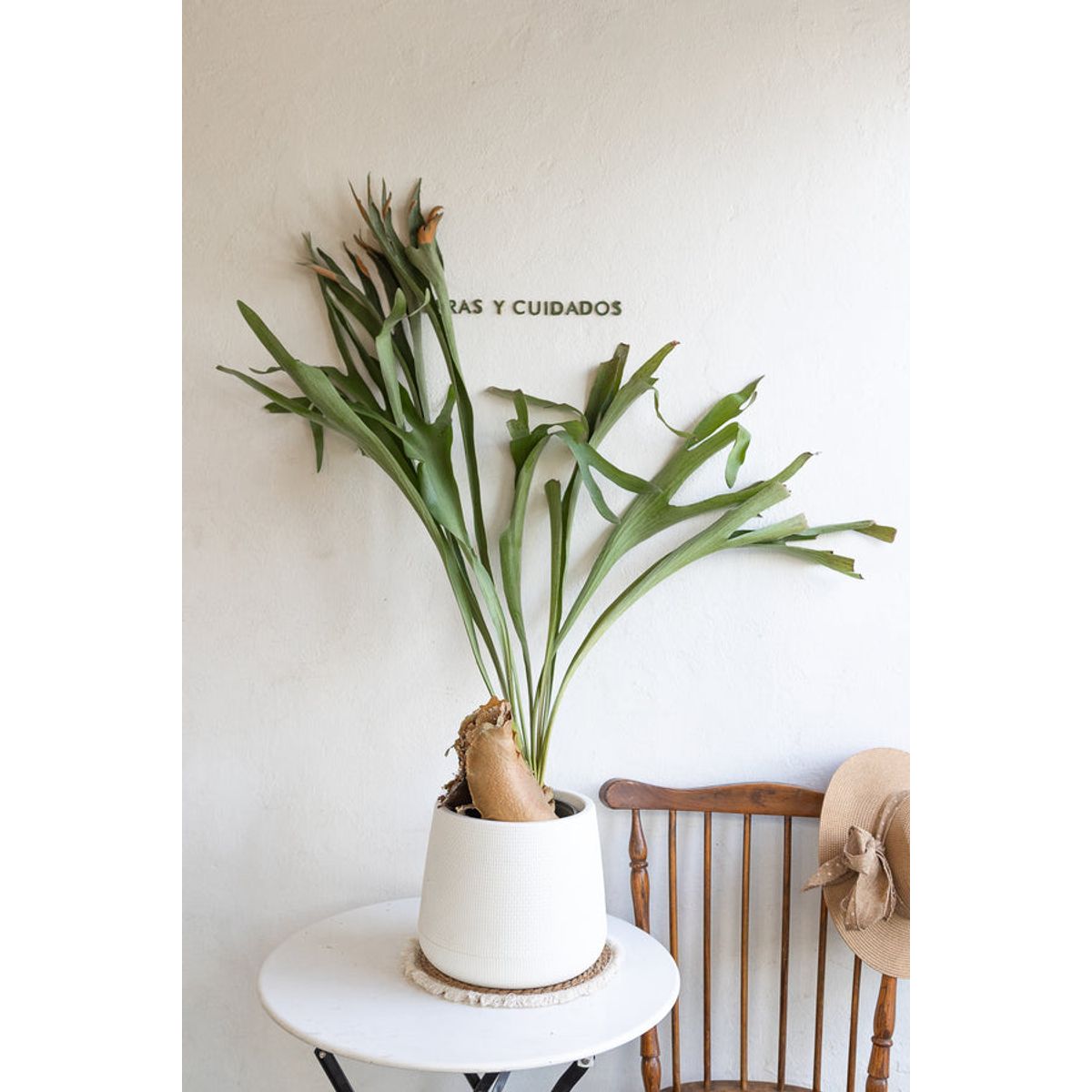 GENERICO - Cuerno de Alce planta natural