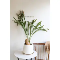 GENERICO - Cuerno de Alce planta natural