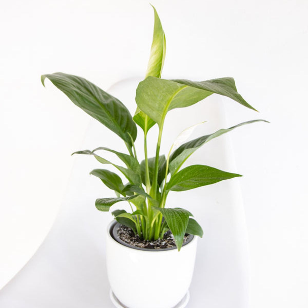 KENAZ - Spatifilium o cuna de moises