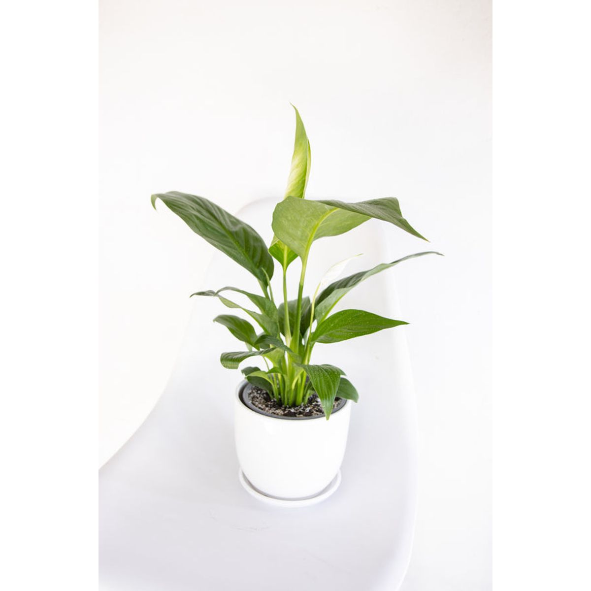 KENAZ - Spatifilium o cuna de moises