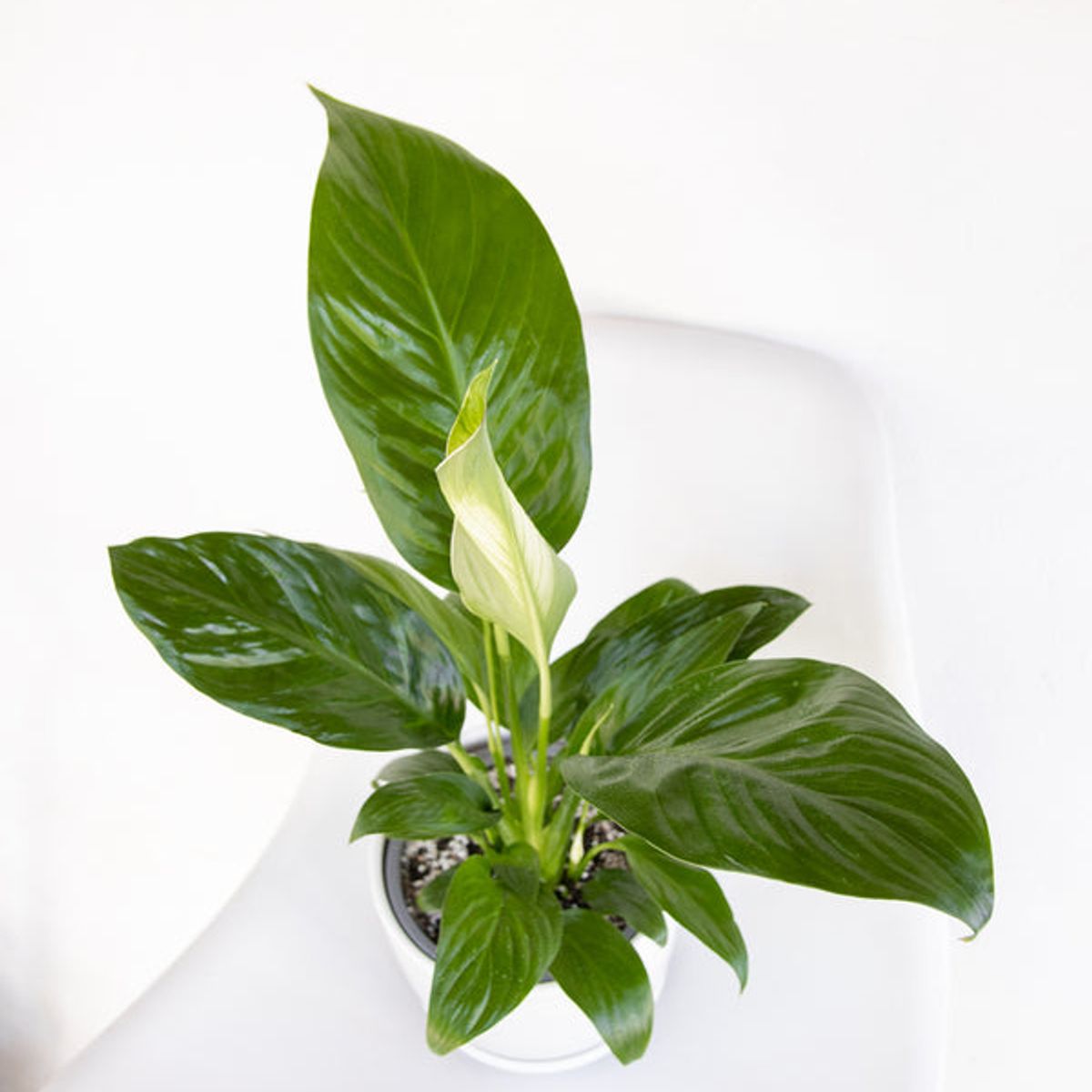 KENAZ - Spatifilium o cuna de moises