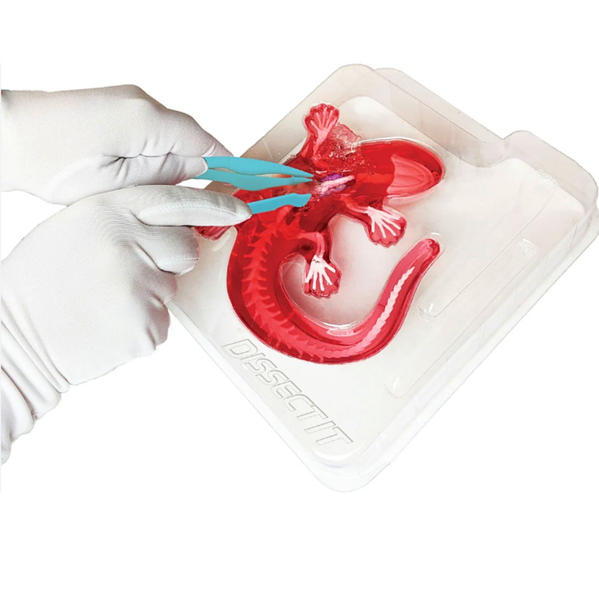 GENERICO - Juego De Laboratorio Disección Animales Sintético Stem