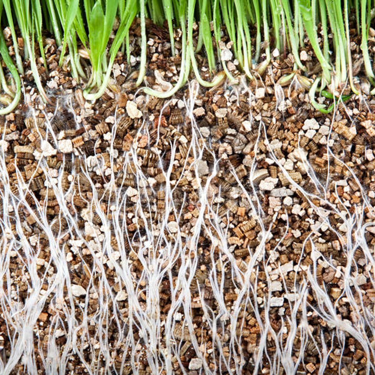 GENERICO - Vermiculita Mineral Expandida 10 Litros