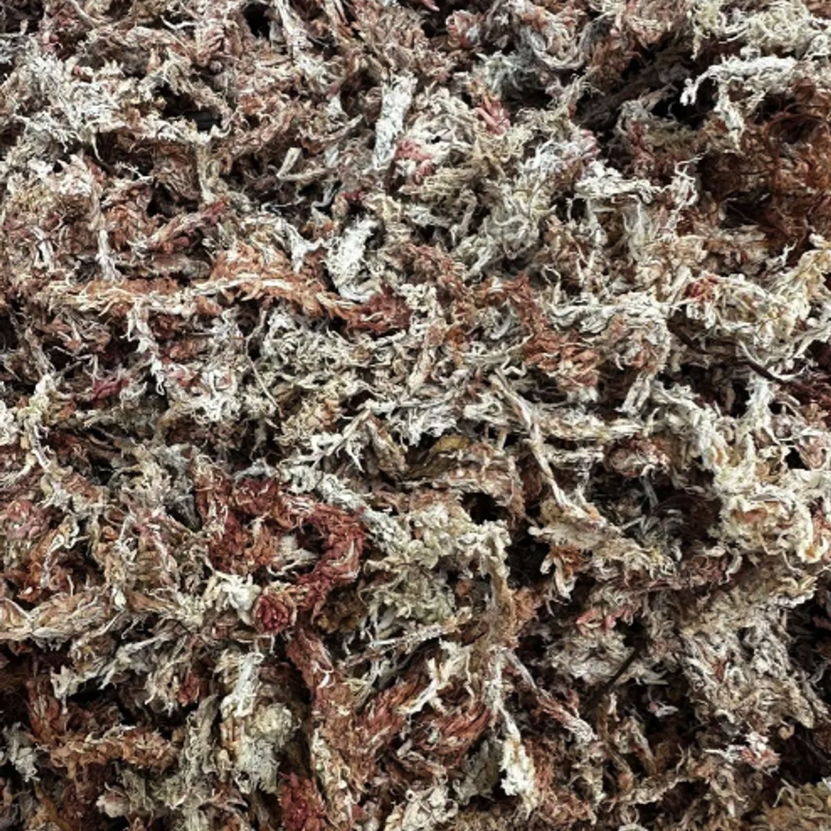 GENERICO - Musgo Sphagnum 10 Litros Deshidratado