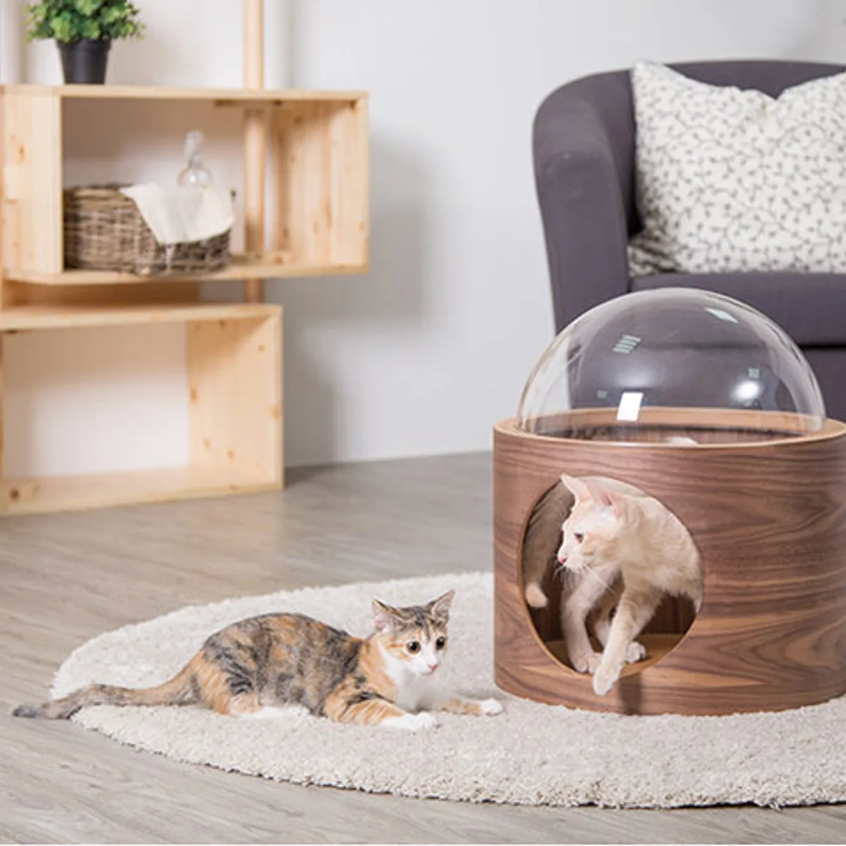 HOOPET - Moderna Casa Para Mascotas Estilo Cúpula Beige