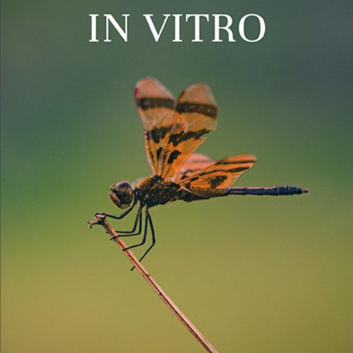 ANTARTICA LIBROS - In Vitro