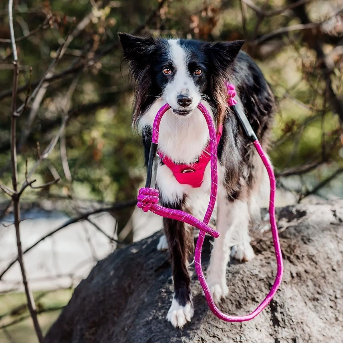 PETLOUNGE - Correa De Paseo Resistente Para Perros Outdoor Petlounge - Violeta oscuro