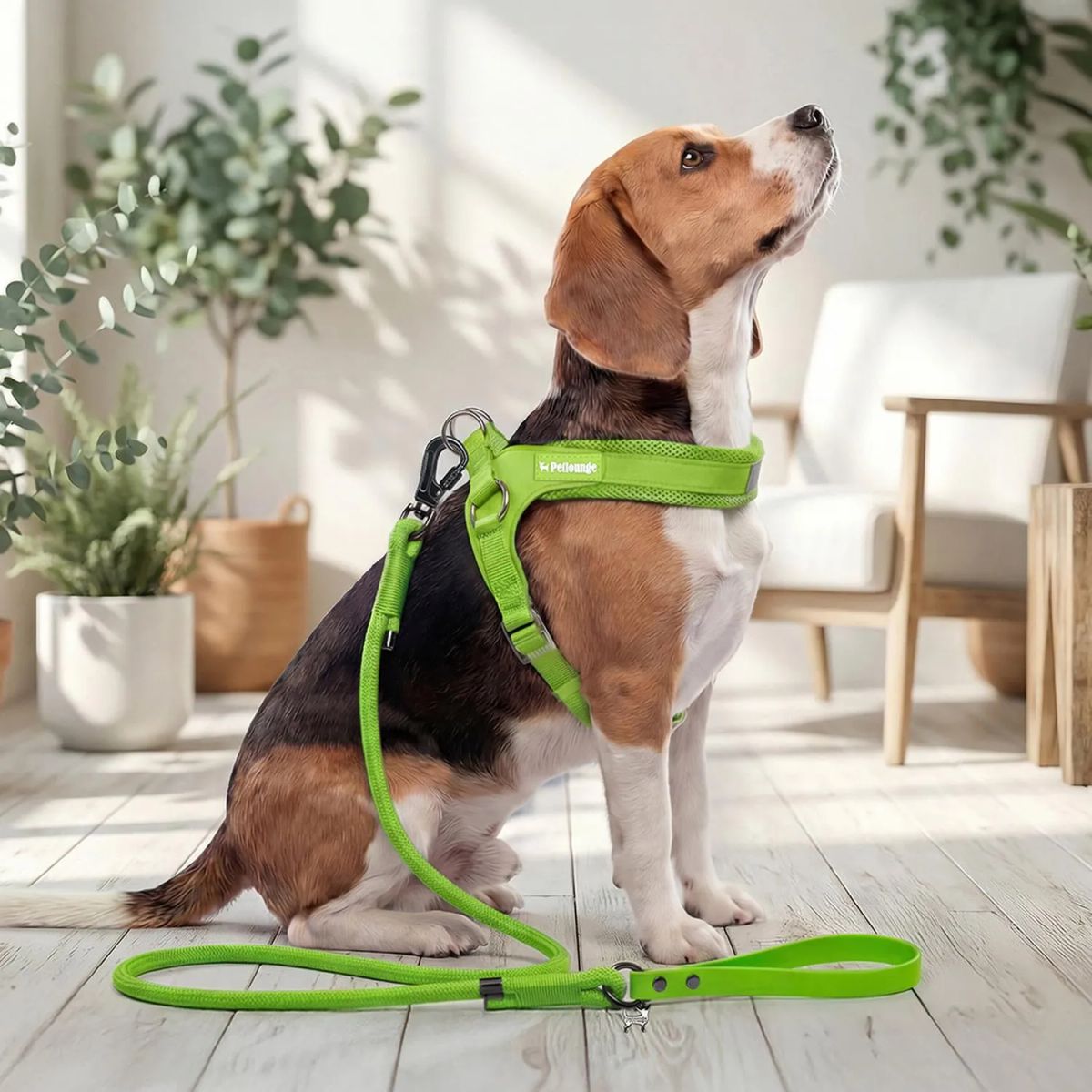 PETLOUNGE - Correa De Paseo Petlounge Easy Glam Mascotas Perros 1.5m - Verde