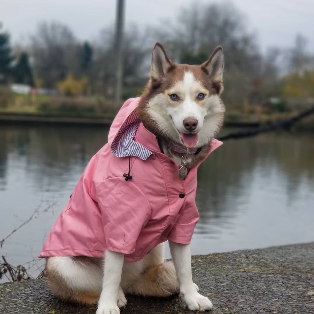 DANK - Abrigo PetCare Cortaviento Waterproof  Talla S