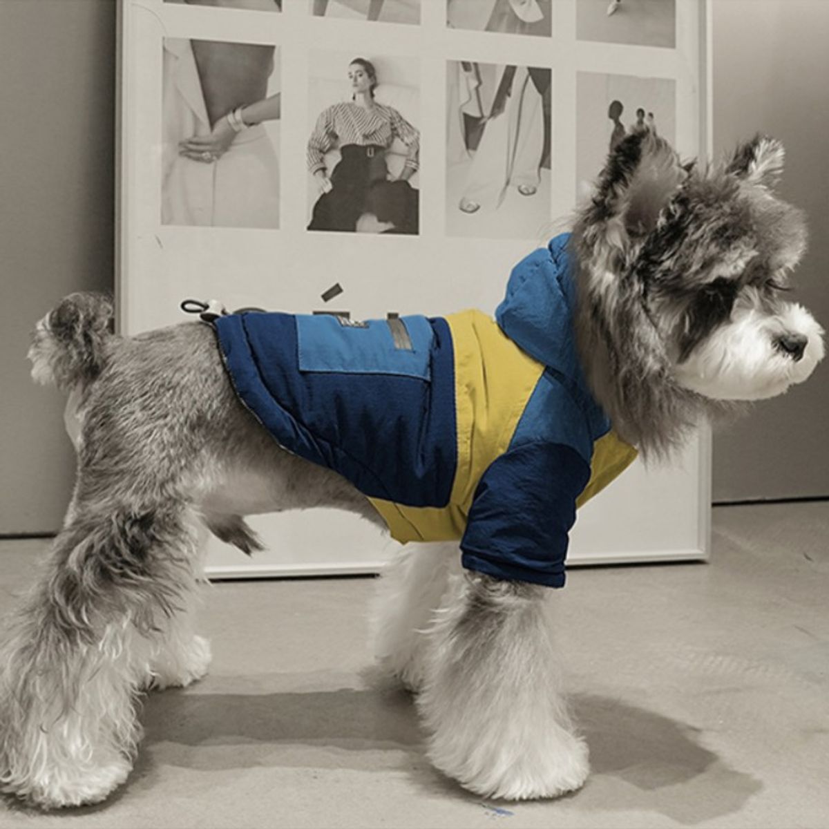 DANK - Abrigo TermoPet Confort Windproof Talla 2XL