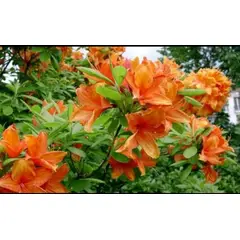 SUI GENERIS - Azalea color naranja (Rhododendron indicum) 20 cm.
