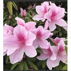 SUI GENERIS - Azalea color rosado (Rhododendron indicum) 30 cm…