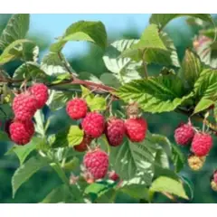 SUI GENERIS - Frambuesa, variedad heritage (Rubus idaeus) planta de 20 cm.