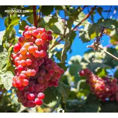 SUI GENERIS - Planta vid uva moscatel rosada ( Vitis vinifera) altura 25 cm.