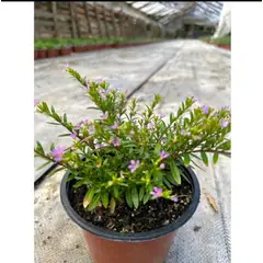 SUI GENERIS - Verónica colombiana (Cuphea hyssopifolia) altura 20 cm. aproximadamente.