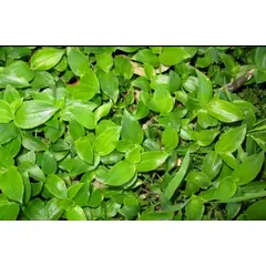 SUI GENERIS - Planta amor de hombre verde (Tradescantia fluminensis) altura 30 cm. aproximadamente.