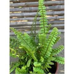 SUI GENERIS - Helecho peineta (Nephrolepis cordifolia) altura 30 cm. aproximadamente.