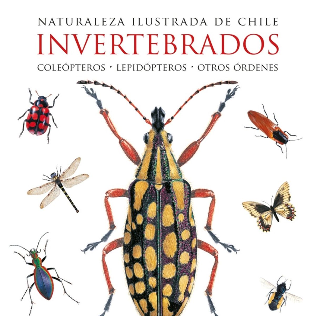 TOP10BOOKS - Naturaleza ilustrada de Chile. Invertebrados. Coleópteros – Lepidópteros – Otros órdenes