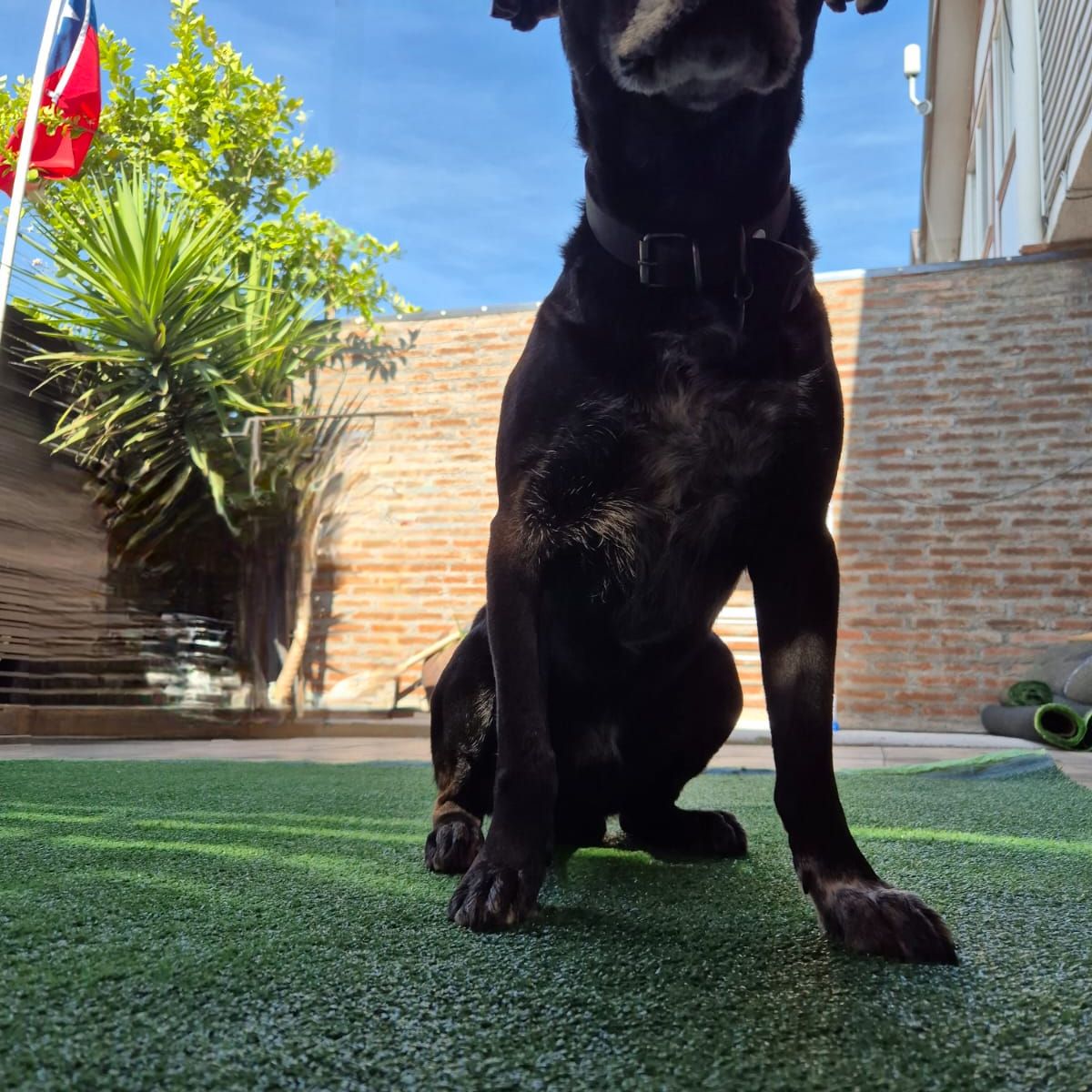 GENERICO - Pasto sintetico 10mm Premium 5mts x 2mts 10m2