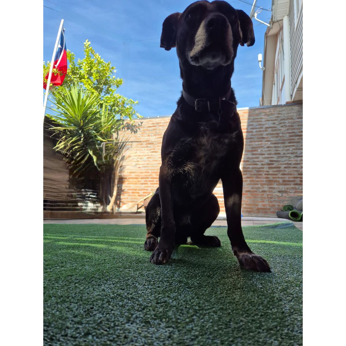 GENERICO - Pasto sintetico 10mm Premium 5mts x 2mts 10m2