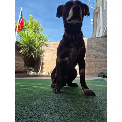 GENERICO - Pasto sintetico 10mm Premium 2mts x 1mts 2m2