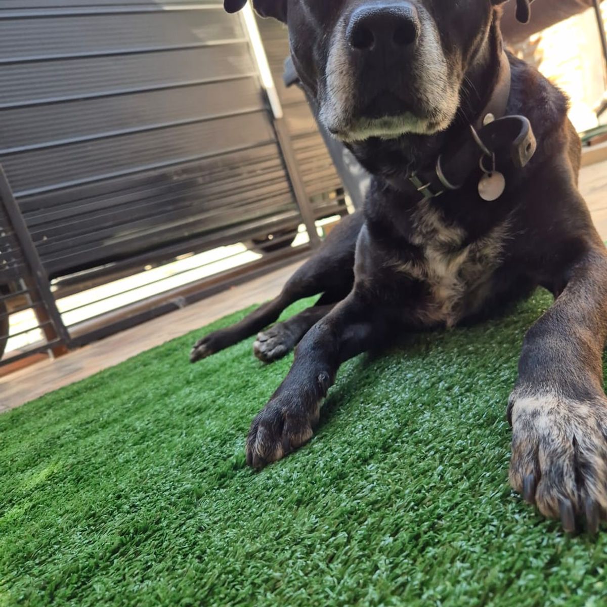 GENERICO - Pasto sintetico 15mm2mts x 1mts 2m2