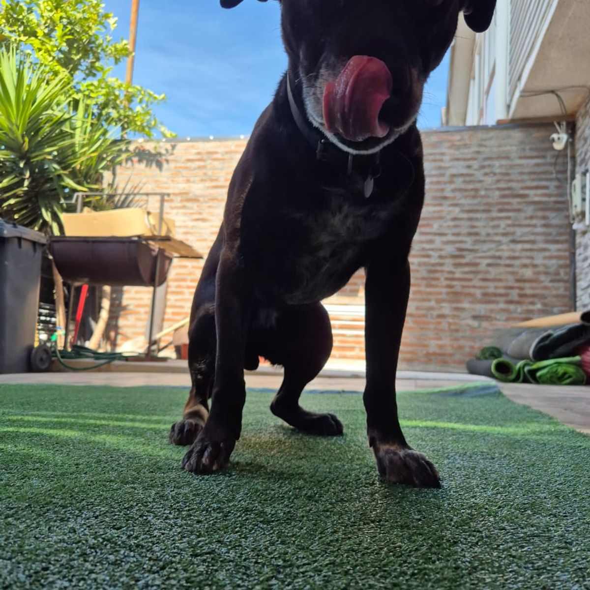 GENERICO - Pasto sintetico 7mm 10mts x 2mts 20m2