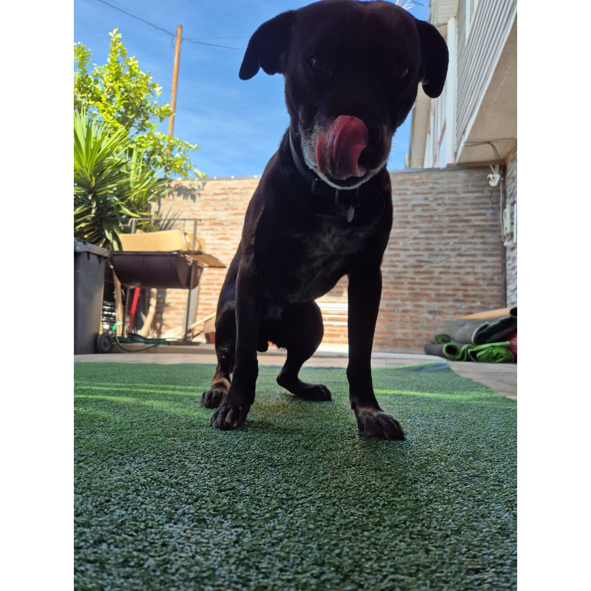 GENERICO - Pasto sintetico 7mm 10mts x 2mts 20m2