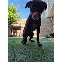 Pasto sintetico 7mm 10mts x 2mts 20m2