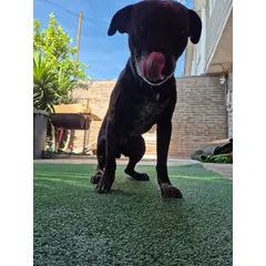 GENERICO - Pasto sintetico 7mm 10mts x 2mts 20m2