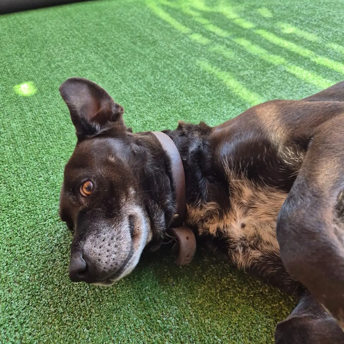 GENERICO - Pasto sintetico 7mm 2mts x 1mts 10m2