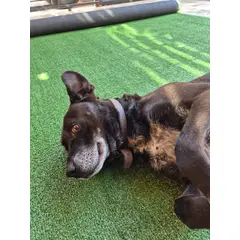 GENERICO - Pasto sintetico 7mm 2mts x 1mts 10m2